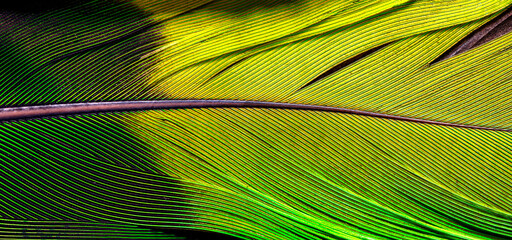 Detail of a feather from a Mealy Amazon © Kristhian
