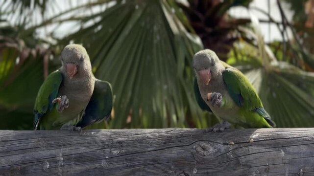 Canary Islands. Two green parrots are resting on a palm tree, displaying their colorful plumage and unique characteristics in a natural outdoor setting