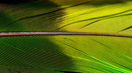 Detail of a feather from a Mealy Amazon © Kristhian