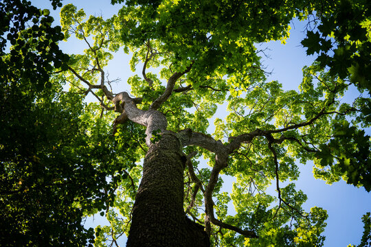 Low-angle shot of a tree trunk and branching canopy with green foliage under bright sky