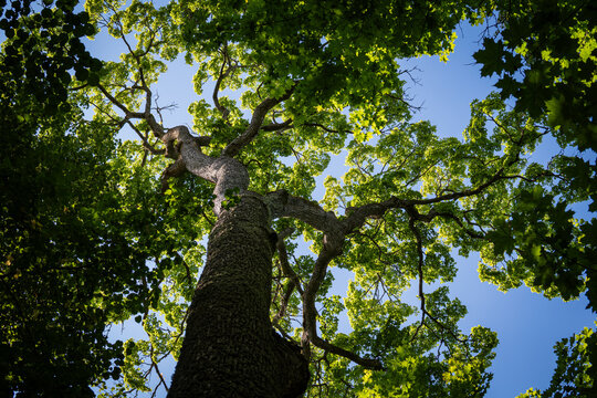 Low-angle shot of a tree trunk and branching canopy with green foliage under bright sky