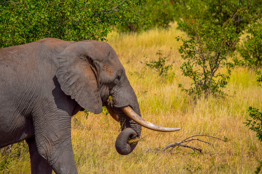 Elephant feeding on grass with its trunk, South African bushveld
