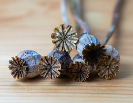 dried ripe poppy seed heads showing detailed star shaped crown caps and textured pods placed together on a natural light wooden table surface