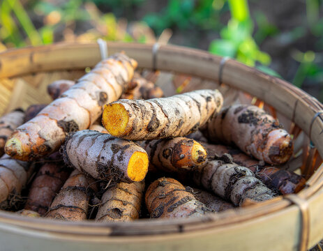 freshly harvested turmeric roots with vivid orange cross sections heaped inside a traditional woven bamboo basket