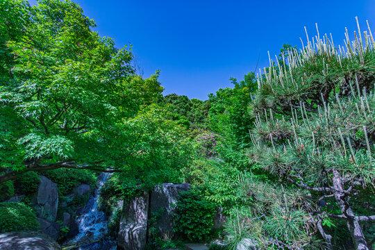 Fresh pine shoots reaching into the bright blue sky surrounded by green trees at Mejiro Garden May 2024