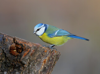Eurasian Blue Tit (Cyanistes caeruleus) perching atop a thick wooden stump, showing its bright blue crown and yellow underparts. © VOLODYMYR KUCHERENKO