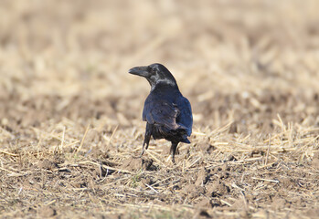 Naklejka premium Northern Raven (Corvus corax) standing in an agricultural field covered in dry soil and crop stubble, looking to the side.