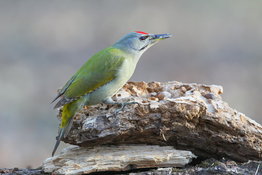 Grey-headed Woodpecker (Picus canus) perched on a piece of decaying wood, featuring its olive-green back and red forecrown.