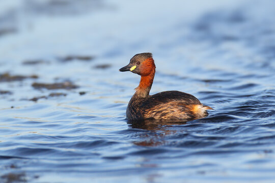Little Grebe (Tachybaptus ruficollis) swimming in calm water, displaying its distinctive chestnut-red neck and bright yellow gape patch.