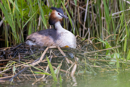 Great crested grebe nesting on its nest among reeds and leaves