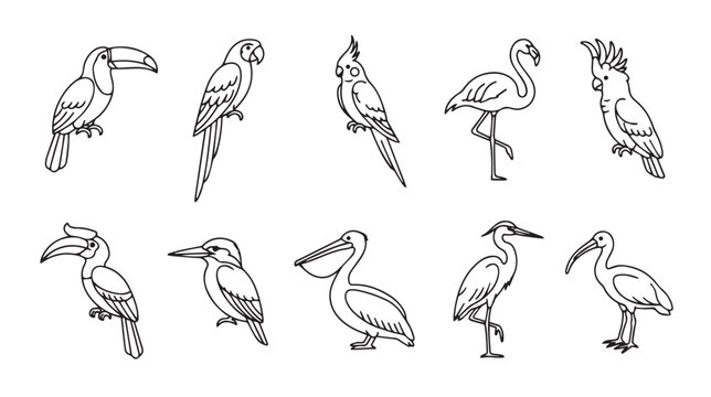 Tropical bird line art icons, set of 10 exotic bird vector illustrations, minimalist outline parrot and flamingo drawings for coloring