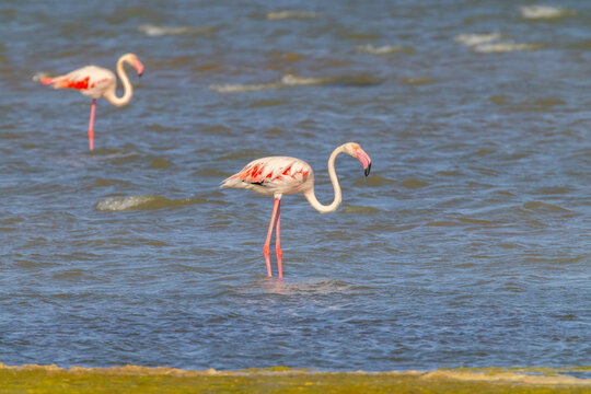 Flamingo in Parc Naturel regional de Camargue, Provence, France