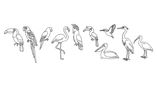 Tropical bird line art collection, 10 exotic bird vector icons, minimalist wildlife sketches for coloring and design