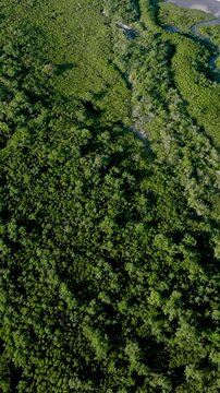 Florian&oacute;polis, Daniela Beach. Aerial View of Tropical Coastline. Establishing Shot. Santa Catarina, Brazil. Vertical video