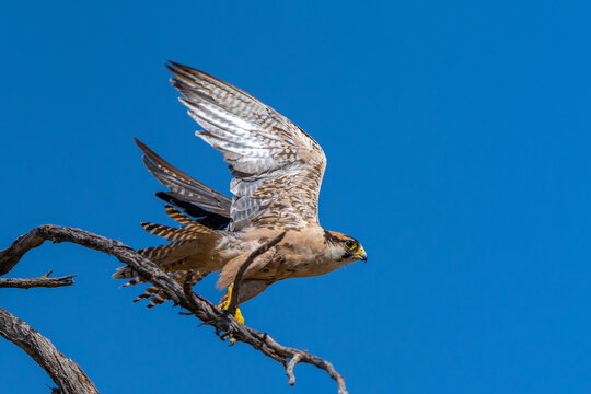 Lanner falcon (Falco biarmicus) hanging around in the Kgalagadi Transfrontier Park - part of the Kalahari - in South Africa