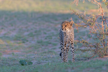 Cheetah (Acinonyx jubatus) searching for food in the Kgalagadi Transfrontier Park - part of the Kalahari - in South Africa © henk bogaard