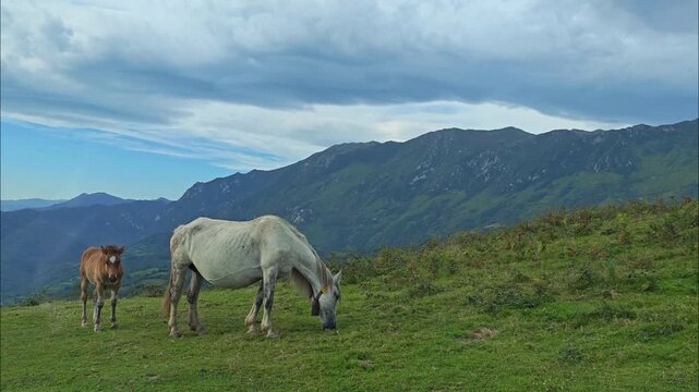 Horses Grazing in the Picos de Europa National Park
