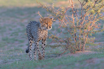 Cheetah (Acinonyx jubatus) searching for food in the Kgalagadi Transfrontier Park - part of the Kalahari - in South Africa © henk bogaard