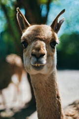 Naklejka premium Funny llama looking directly at camera outdoors