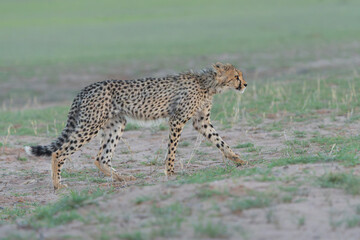Cheetah (Acinonyx jubatus) searching for food in the Kgalagadi Transfrontier Park - part of the Kalahari - in South Africa © henk bogaard
