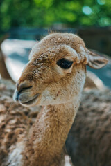 Naklejka premium Close-up portrait of a llama in natural surroundings