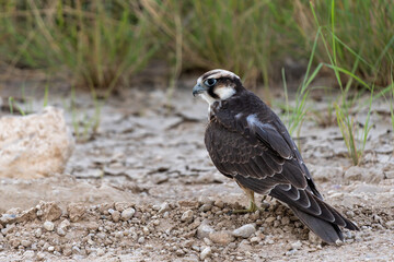 Fototapeta premium Lanner falcon (Falco biarmicus) hanging around in the Kgalagadi Transfrontier Park - part of the Kalahari - in South Africa