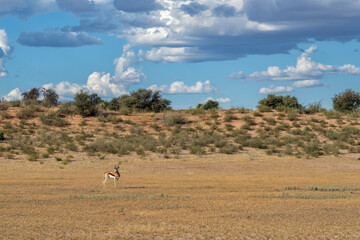 Naklejka premium Springbok (Antidorcas marsupialis) hanging around in Kgalagadi Transfrontier Park - part of the Kalahari desert - South Africa