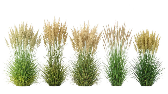 Ensemble de cinq touffes d'herbes ornementales avec des &eacute;pis dor&eacute;s et des tiges vertes, isol&eacute;es sur un fond blanc pur pour des projets d'am&eacute;nagement paysager et de design ext&eacute;rieur.
