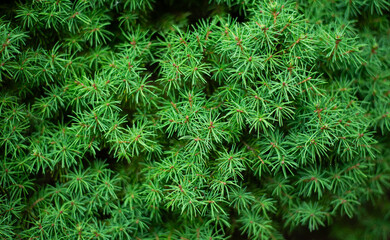 Decorative evergreen plants. Coniferous thuja trees in the landscape. Close-up © amdre100