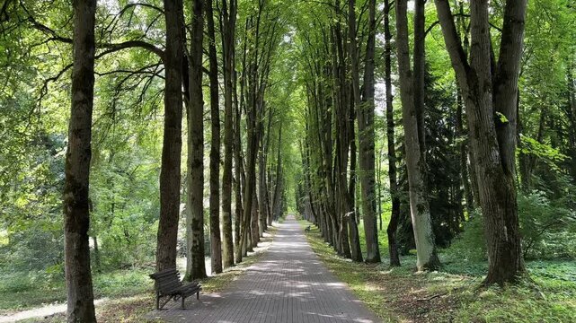 First person point of view walking through tall deciduous tree alley in peaceful summer park. Smooth POV motion along paved walkway surrounded by straight tree trunks and dense greenery.
