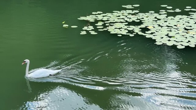 Mute swan swimming calmly near water lily pads on peaceful pond surface. White Cygnus olor gliding gracefully through dark green water in botanical park pool. Side perspective frames elegant