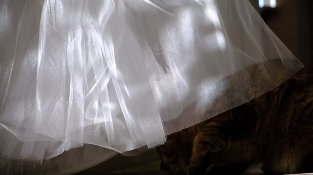 Playful curious cat exploring a wedding dress. Its tiny paws touch the delicate fabric, while wide, focused eyes show pure fascination. The cat&rsquo;s curiosity truly knows no bounds&nbsp;