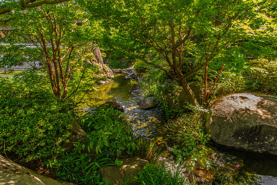 Sunlit green maple leaves arching over a gently flowing stream in springtime at Mejiro Garden May 2024