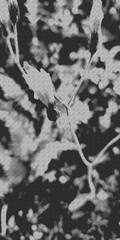 Obraz premium Serrated Wild Plant Leaves on Thin Stem with Distressed Grainy Monochrome Print Texture