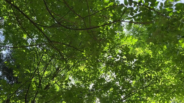 Slow rotation of lush green tree canopy illuminated by soft natural summer sunlight. Upward circular view detailing intricate leaf patterns and overlapping branches against bright sky