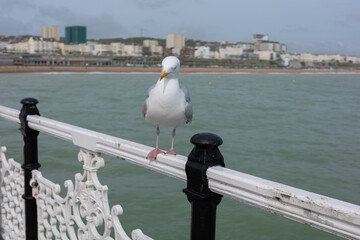 Seagull stands on a railing by the sea with buildings in the background during a cloudy day © Jill Dundee