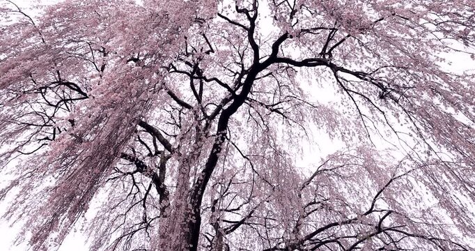 風に揺れる枝垂れ桜
