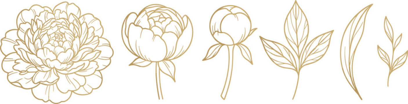 Luxury gold line art peony vector set with blooming flower buds and detailed botanical leaves isolated on white background for elegant wedding design