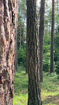 Pine tree bark texture close view in summer coniferous forest. Camera moving past tall brown trunk with rough natural pattern in woods. Bright sunlight shining through pine trees foliage on