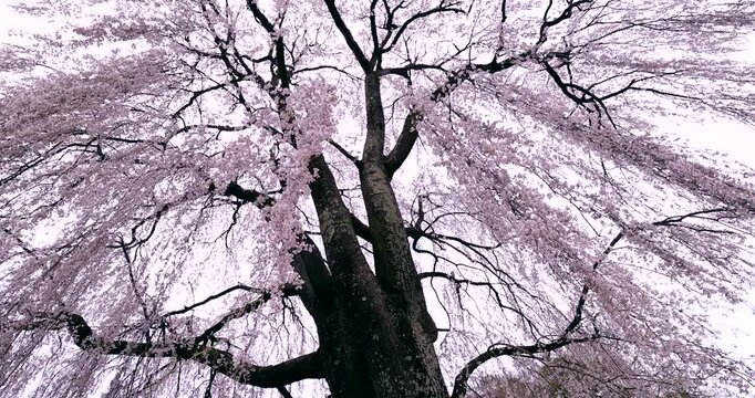 風に揺れる枝垂れ桜