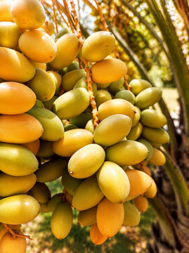 coconuts on the tree,the dates are ripe