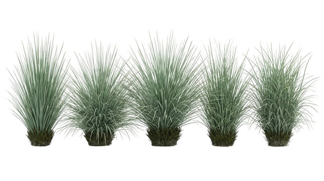 Conjunto de cinco touceiras de grama ornamental verde isoladas em fundo branco, perfeitas para projetos de paisagismo, design de jardins e elementos de vegeta&ccedil;&atilde;o realista em 3D.