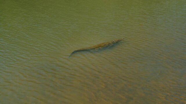 Solitary crocodile glides through calm surface of Tarcoles River water in Costa Rica