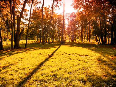 Sunny autumn park landscape with long tree shadows on yellow grass