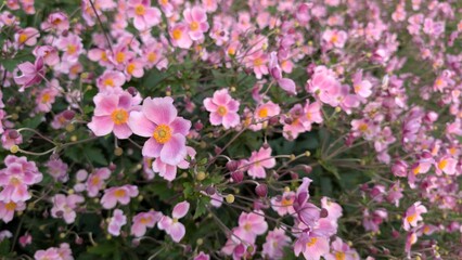 Fototapeta premium Abundance of pink Japanese anemone flowers blooming in garden, floral background