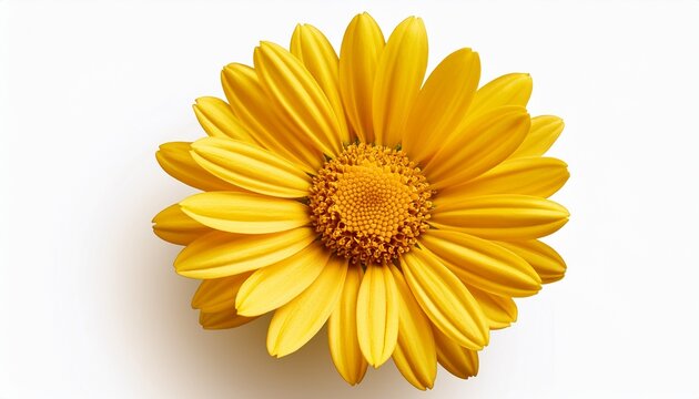 Yellow Daisy Flower Isolated On A Transparent Background