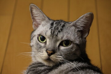 The earnest gaze of a house cat. © Mt. Cape