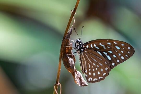A Spotted Zebra - Graphium megarus in Laos, Asia.