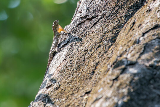 Spotted Flying Dragon - Draco maculatus in Laos, Asia.