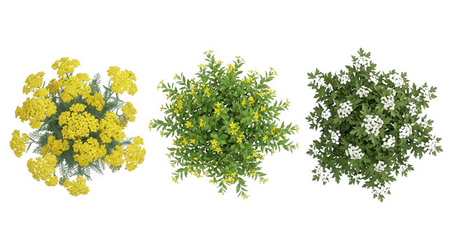 Conjunto de tr&ecirc;s plantas ornamentais com flores amarelas e brancas vistas de cima, isoladas em fundo branco, ideais para projetos de paisagismo, arquitetura e design de jardins.